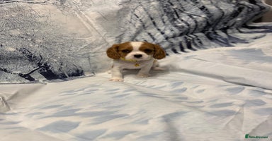 Cavalier King Charles Spaniel dogs Cavalier king charles puppies - Advert 3