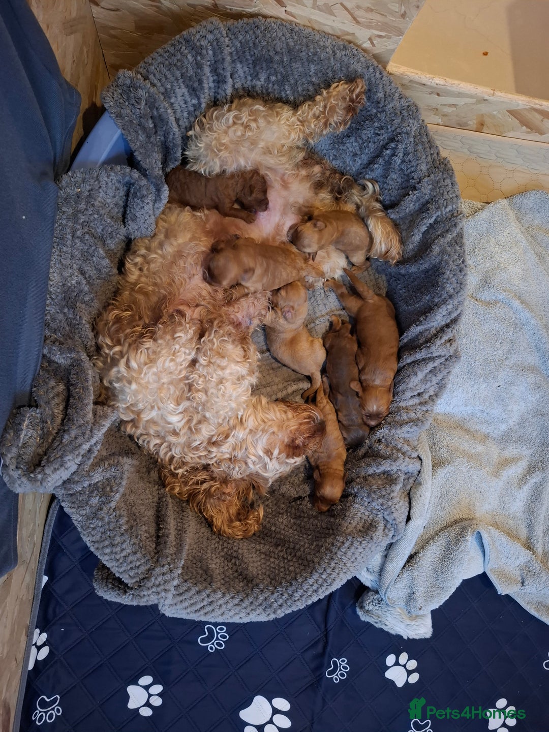 Cockapoo dogs for sale: F2 Cockapoos Puppies Gloucester - Advert 1