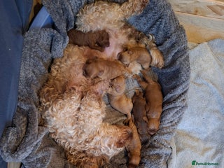 Cockapoo dogs F2 Cockapoos Puppies Gloucester - Advert 3