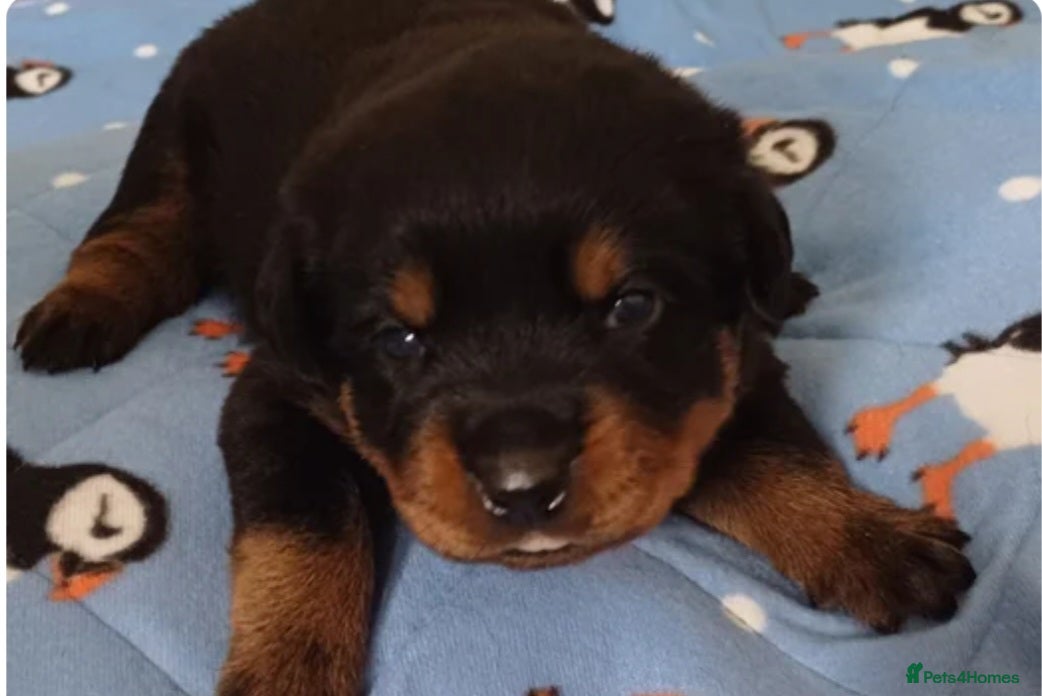 Rottweiler dogs  5🌟🐶🐾 Star rated! Rottweiler boy Pups - Advert 5