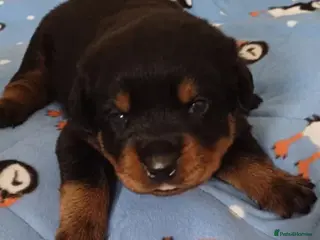 Rottweiler dogs 5🌟🐶🐾 Star rated! Rottweiler boy Pups - Advert 5