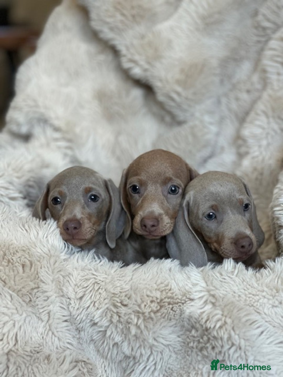 Miniature Dachshund dogs for sale: Stunning ISABELLA miniature dachshunds  - Advert 24