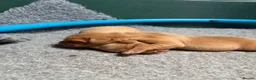 Labrador Retriever dogs for sale: Gorgeous Fox Red Labrador Puppies - KC Reg. - Advert 9