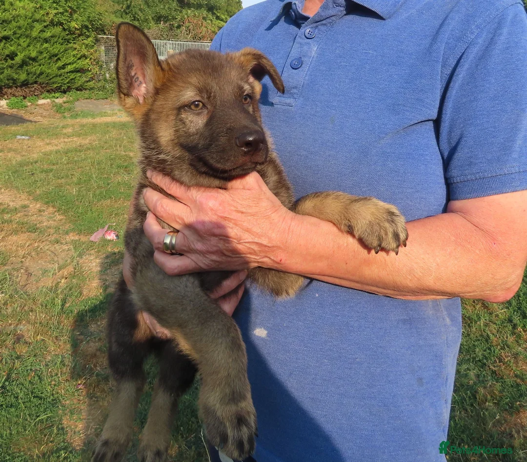 German Shepherd dogs for sale: Stunning Working Line GSD Puppies - Advert 5