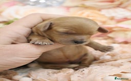 Cavapoo dogs for sale: Health Tested Cavapoo Puppies - Image 8