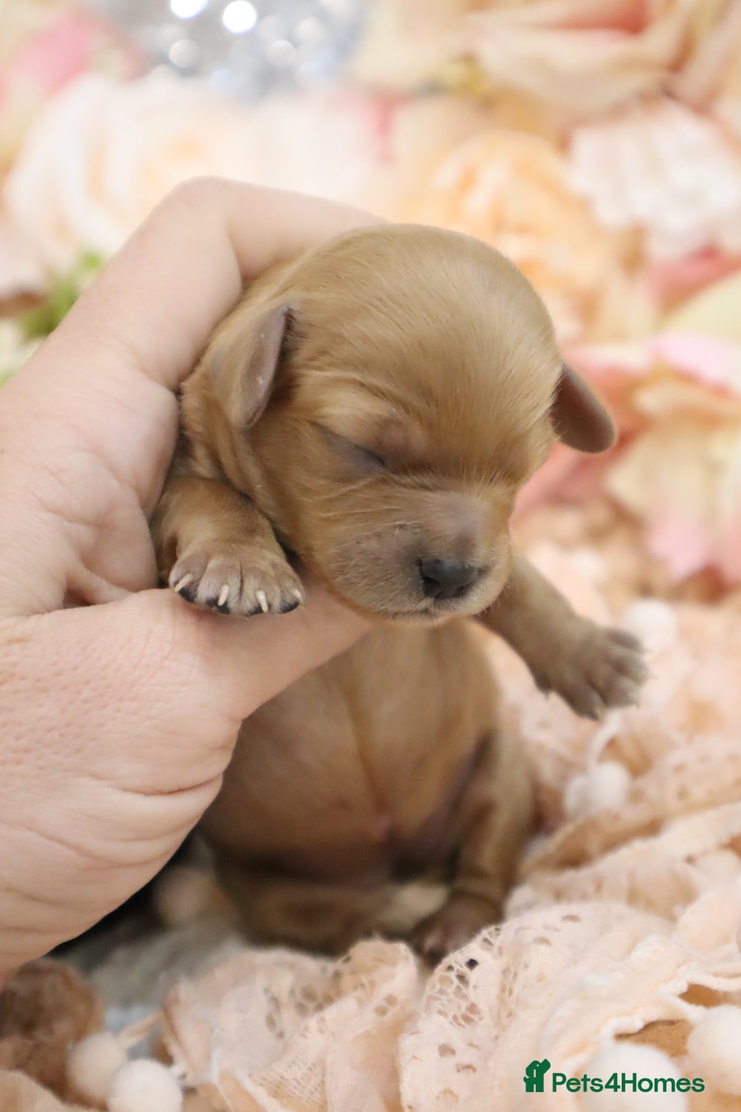 Cavapoo dogs for sale: Health Tested Cavapoo Puppies - Image 8