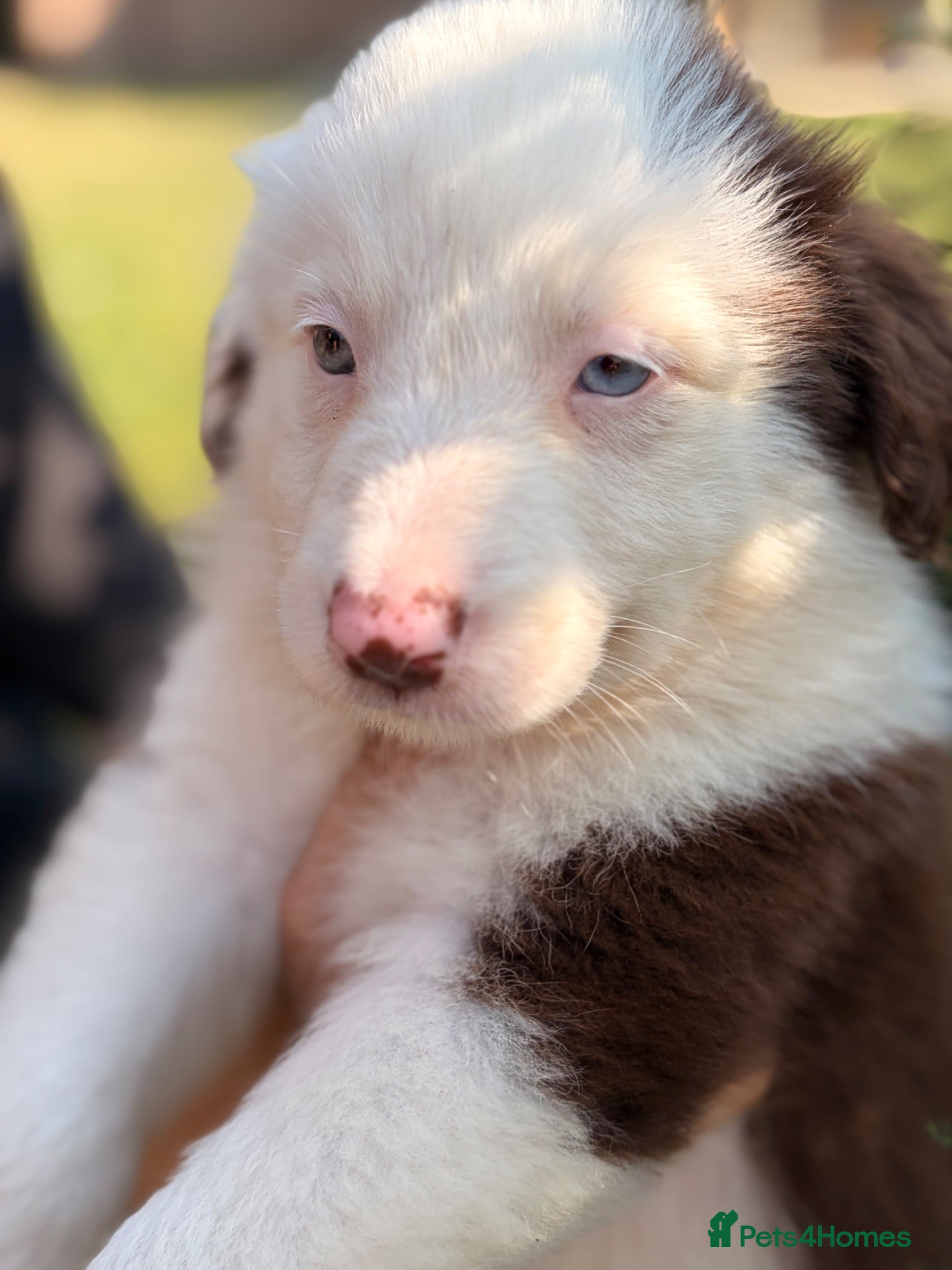 Border Collie dogs BEAUTIFUL BC PUPS, HEALTH TESTED CLEAR PARENTS  - Advert 2