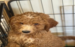 Australian Labradoodle dogs for sale: 5* Health tested Australian labradoodles  - Image 36