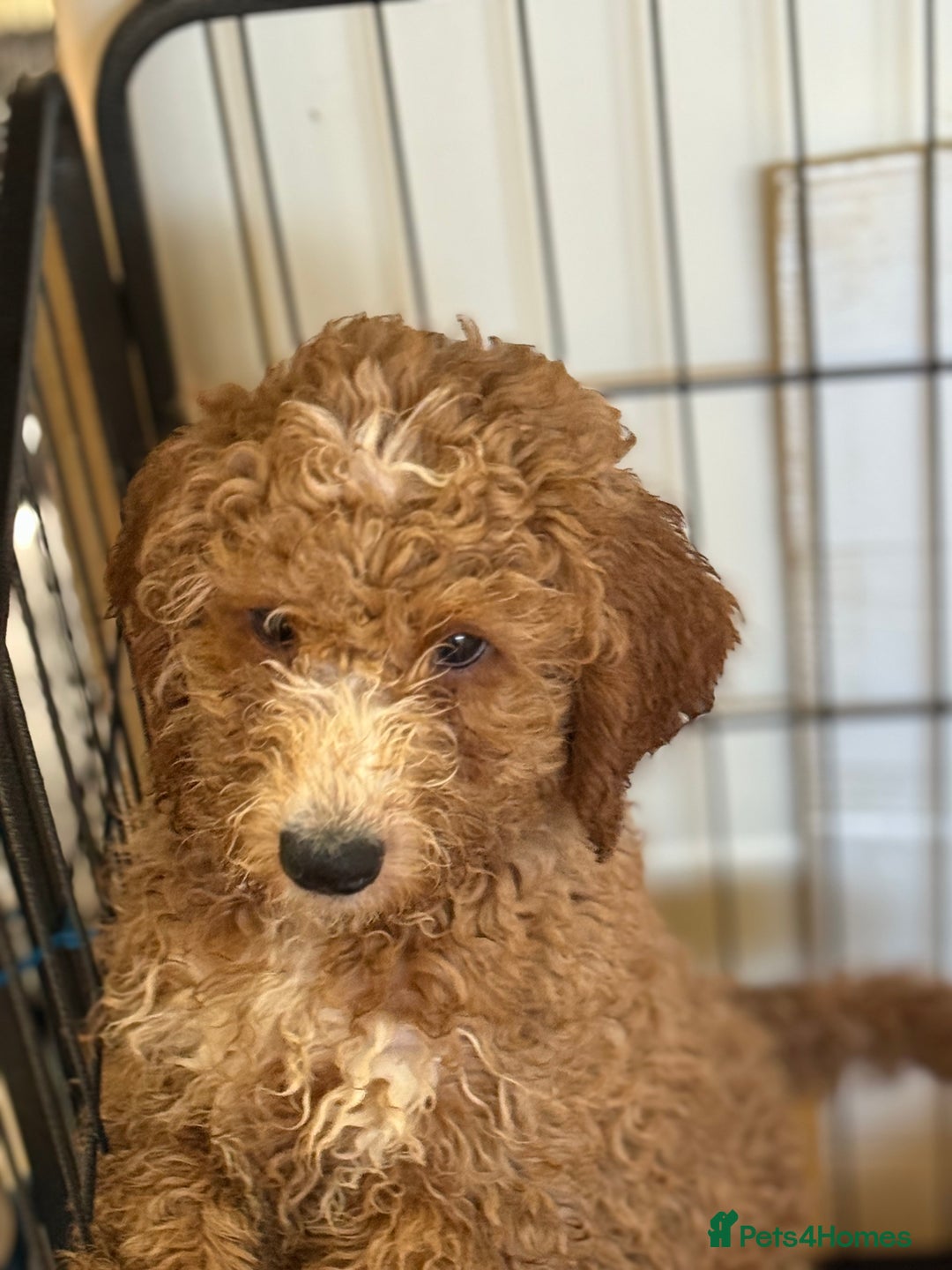 Australian Labradoodle dogs for sale: 5* Health tested Australian labradoodles  - Image 36
