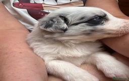 Border Collie dogs for sale: Fluffy long coat Blue merle border collie puppies - Image 38
