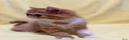 Persian cats for sale: Beautiful high quality Persian and Exotic kittens  - Advert 8