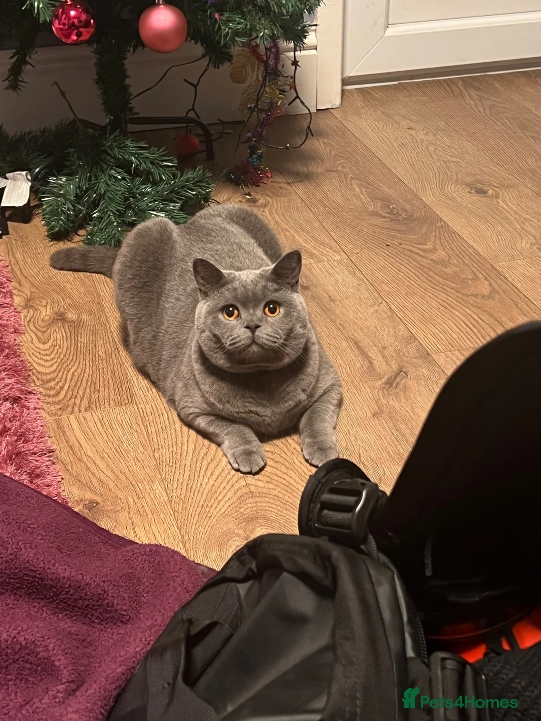 British Shorthair cats for sale: Bonded British Shorthair & Domestic Shorthair in Houghton le Spring - Advert 16
