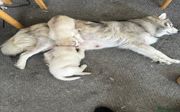 Siberian Husky dogs for sale: Husky Puppies  - Image 13