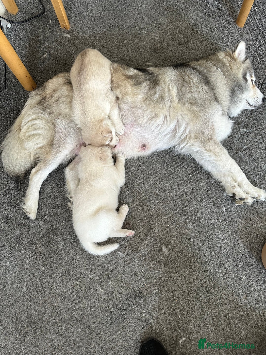 Siberian Husky dogs for sale: Husky Puppies  - Image 13