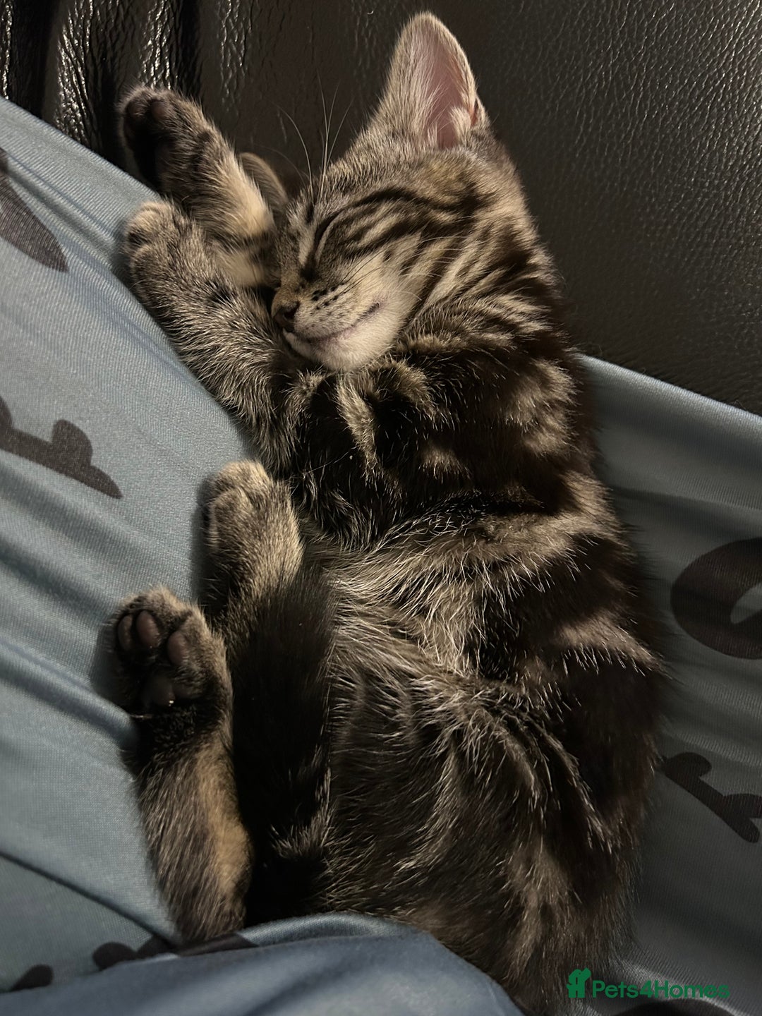 Mixed Breed cats for sale: 2 beautiful playful boys. Stunning tabby markings - Advert 9