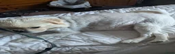 Pug dogs for sale: Very Rare long legged fluffy pugs in Hemel Hempstead - Advert 3