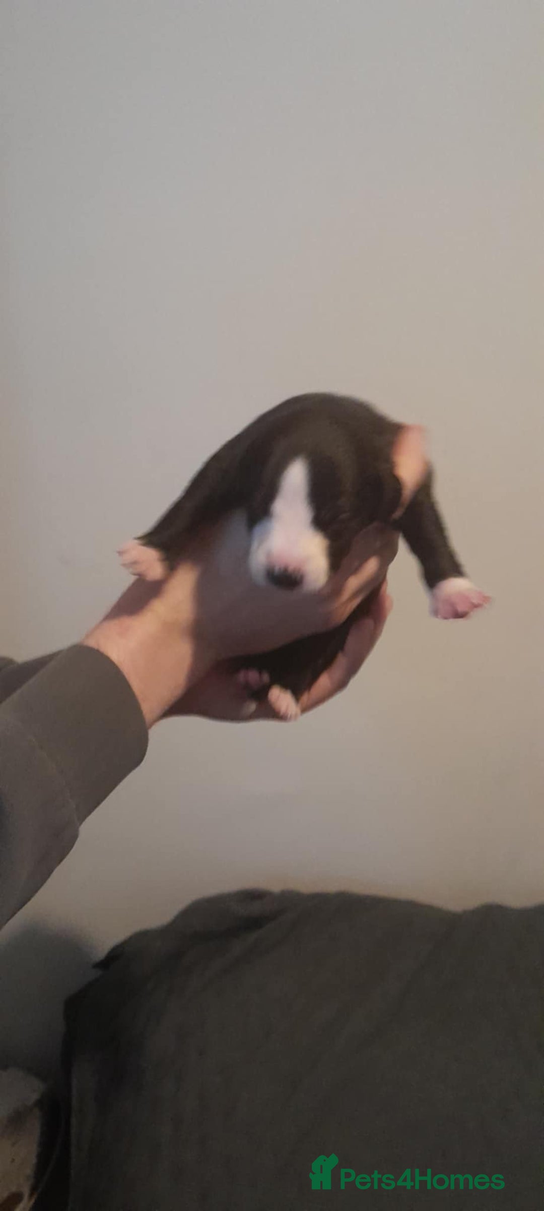 Whippet dogs for sale: Kc whippet pups - Image 5