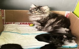 Maine Coon cats for sale: XXL Maine Coon kittens 🔥rare Black Smoke  - Image 39