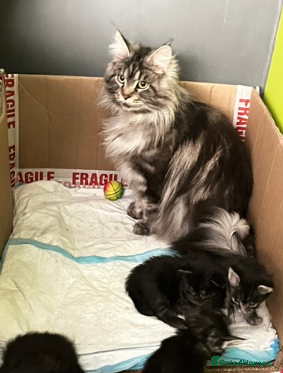 Maine Coon cats for sale: XXL Maine Coon kittens 🔥rare Black Smoke  - Image 39