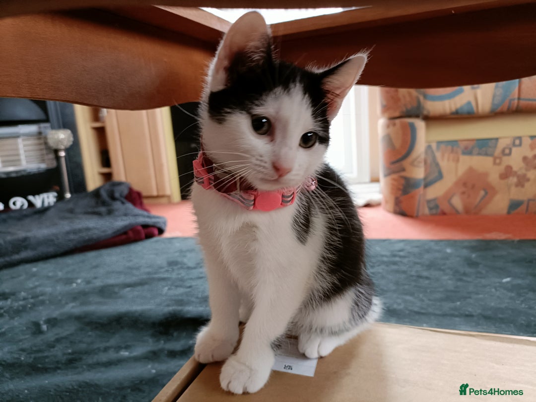British Shorthair cats for sale: Female kitten - Image 1