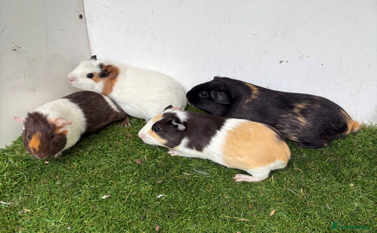 Guinea Pig rodents - Advert 2