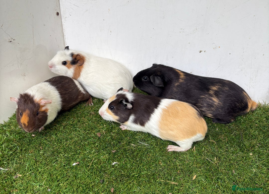 Guinea Pig rodents for sale: Female baby guinea pigs  - Image 1