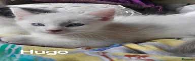 Hugo
