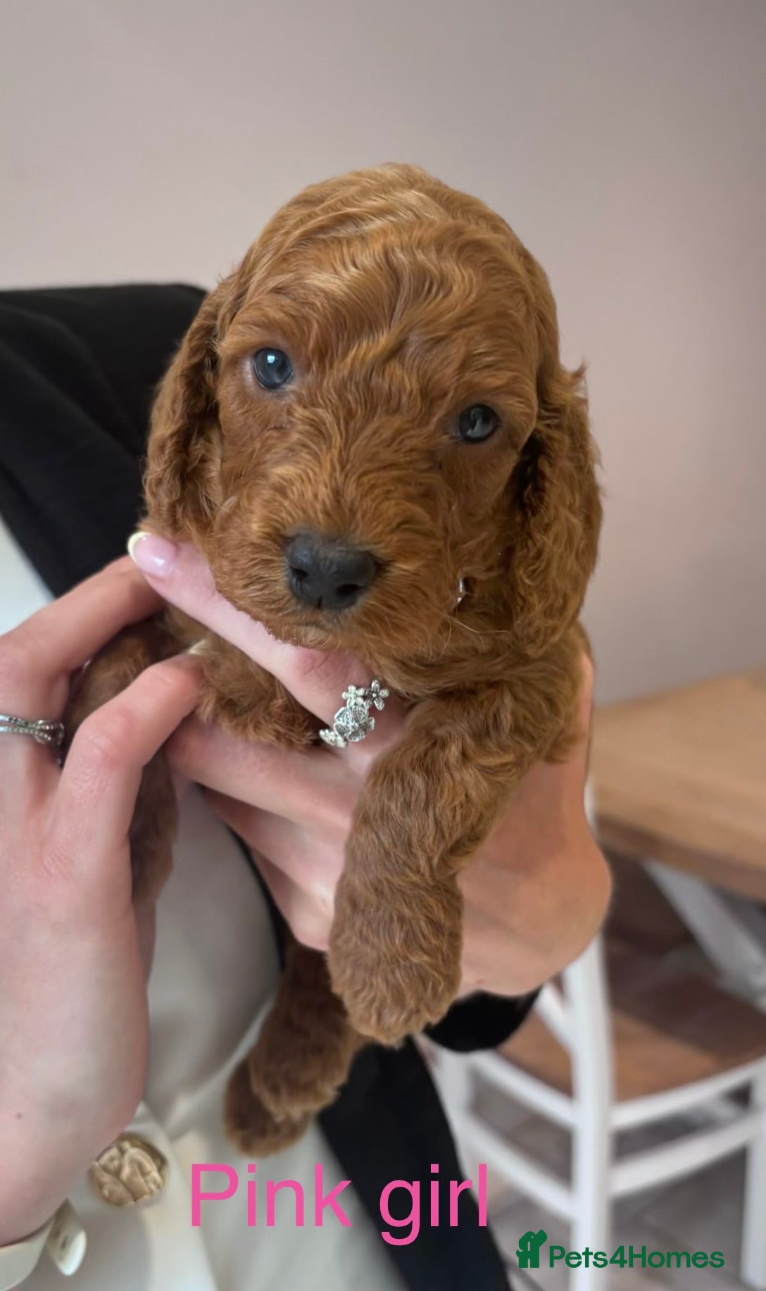 Cavapoo dogs for sale: Stunning Red Cavapoo Puppies - Advert 6