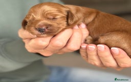 Cockapoo dogs for sale: Stunning F2 DNA health tested Cockapoo puppies  - Image 5