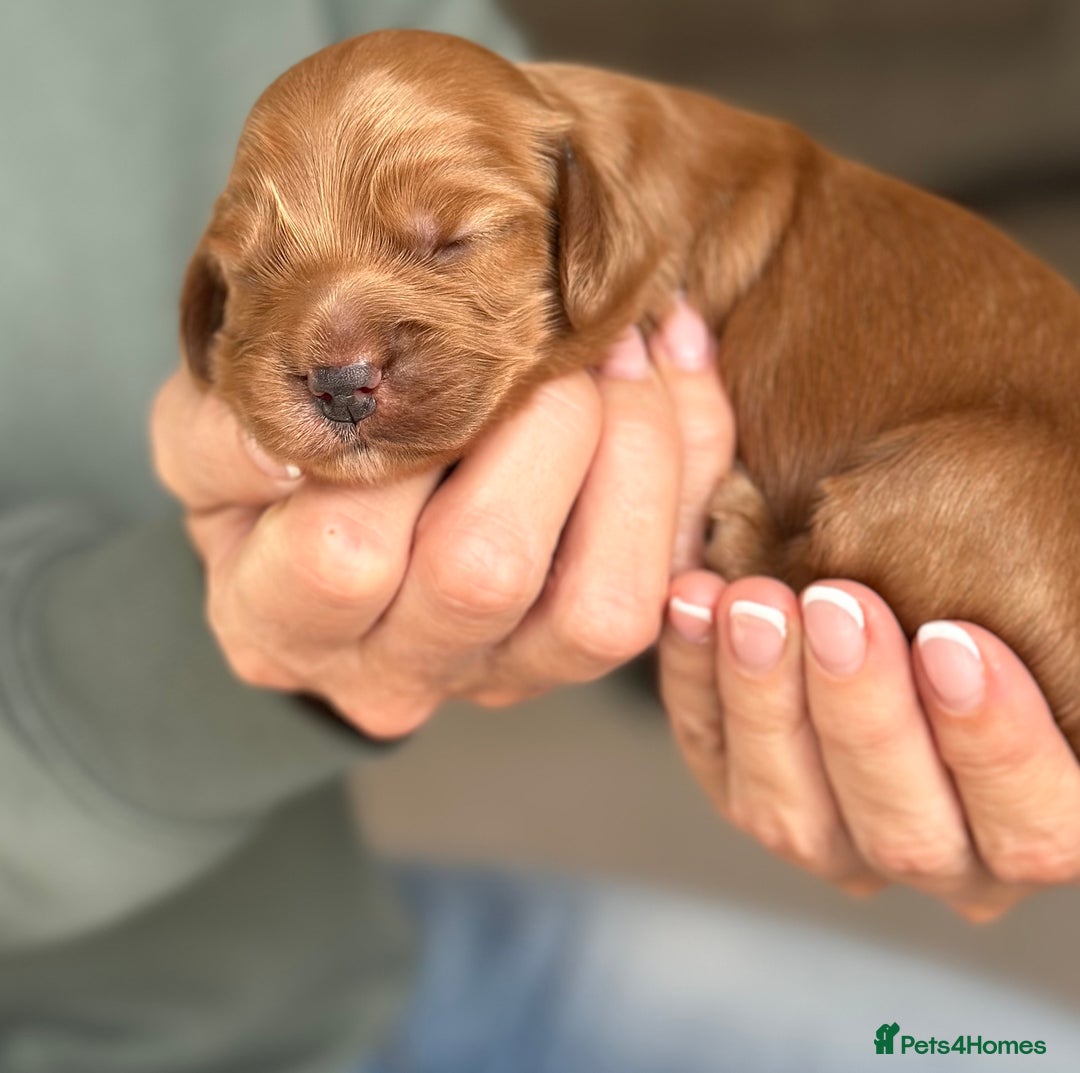 Cockapoo dogs for sale: Stunning F2 DNA health tested Cockapoo puppies  - Image 5