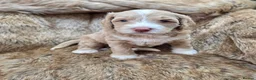 Australian Labradoodle dogs for sale: 100% WALA registered Australian Labradoodles - Advert 7