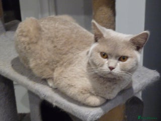 British Shorthair cats britsh short hair older kitten in Orpington - Advert 9