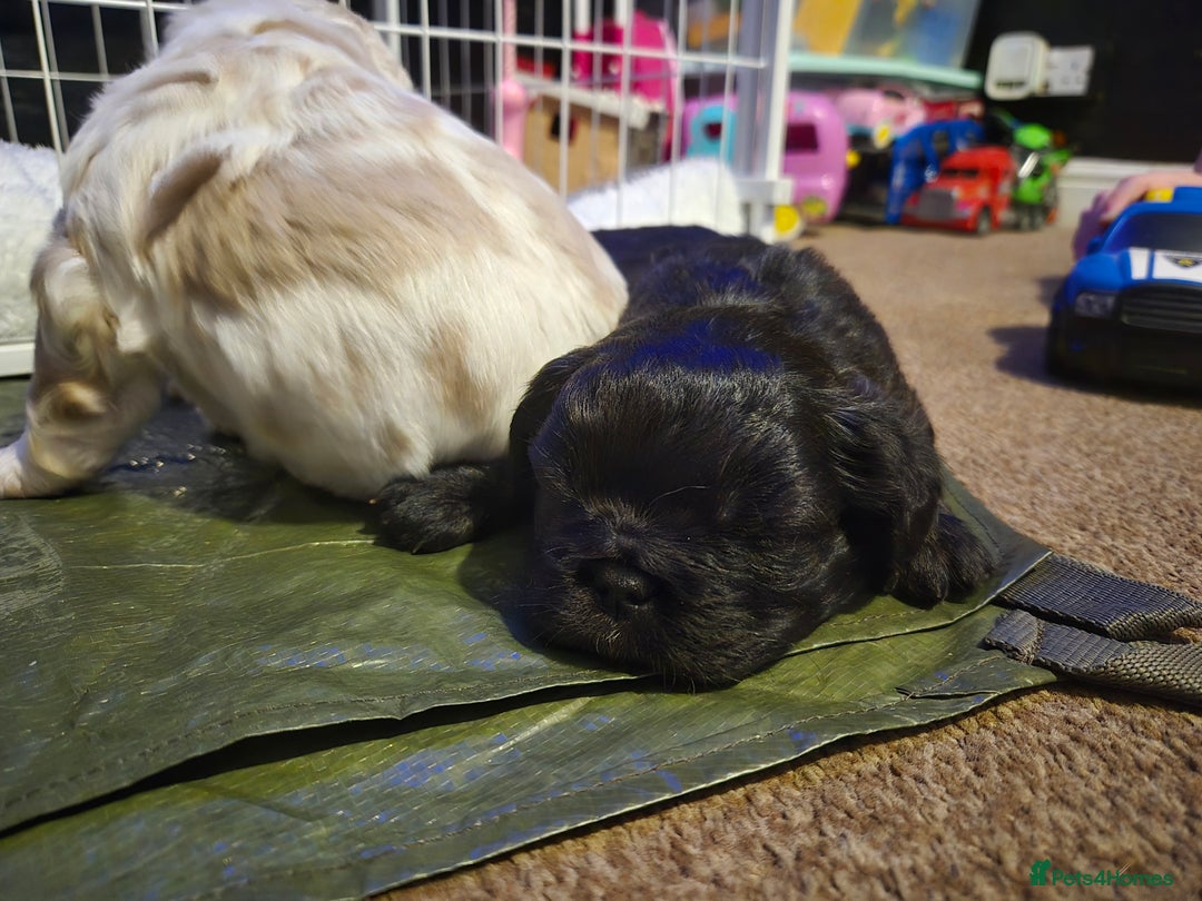 French Bulldog dogs for sale: 3 female french bulldogs - Advert 6