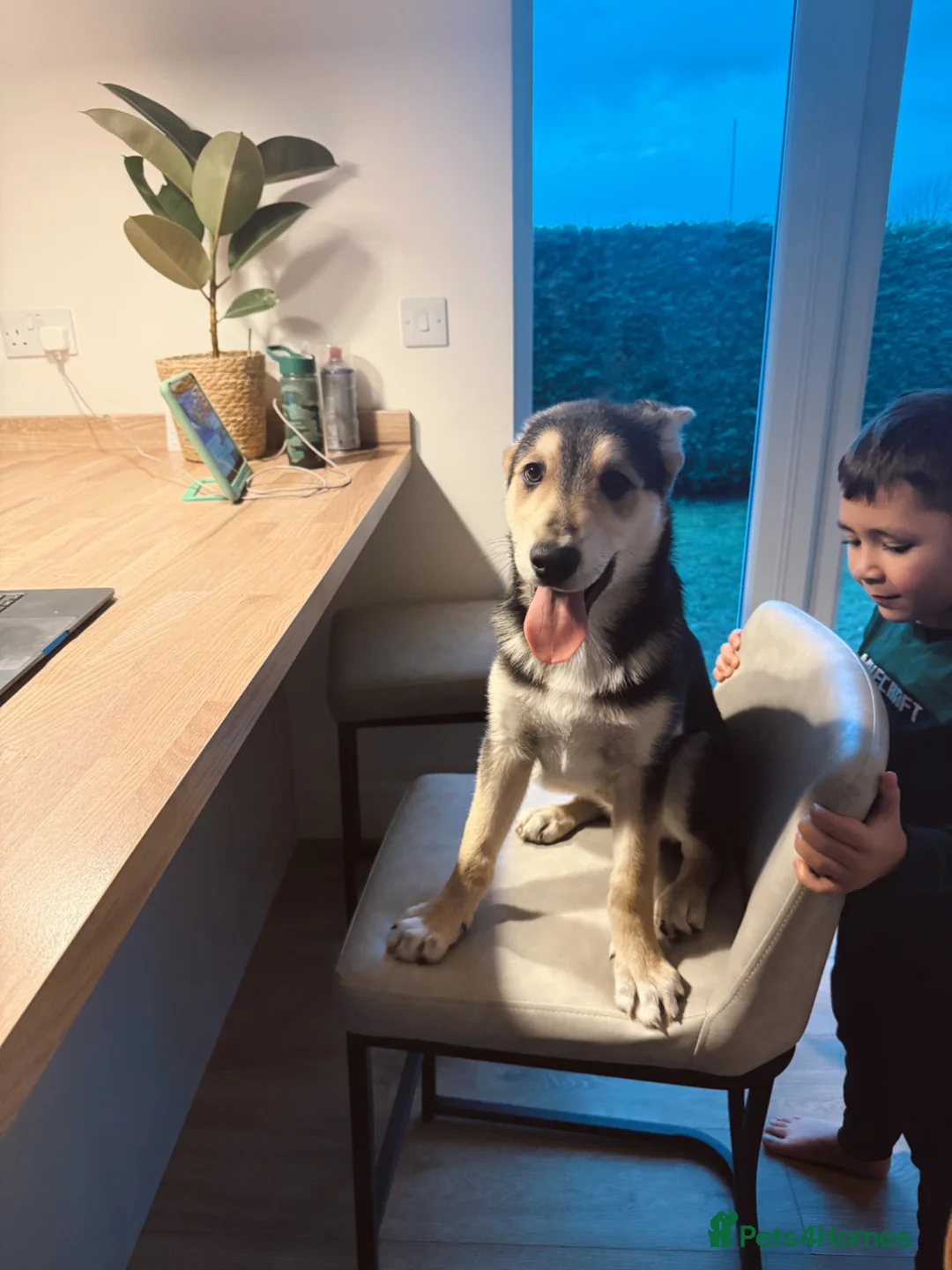 Golden Shepherd dogs for sale: Atlas- Golden Retriever x German Shepherd - Advert 18