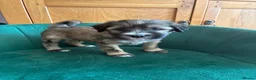 Tibetan Terrier dogs for sale: KC registered Tibetan Terrier puppies in Canterbury - Advert 4