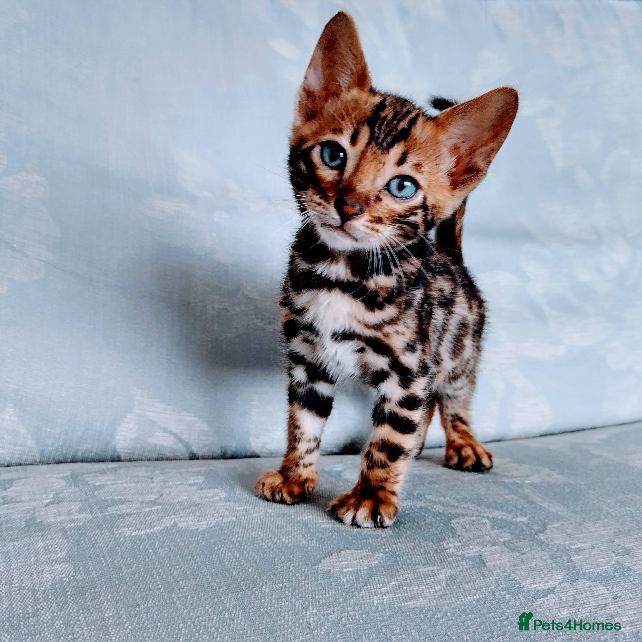 Bengal cats Kittens Bengal Pedigree tree blood line - Advert 2