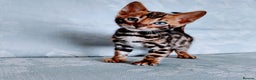 Bengal cats for sale: Kittens Bengal Pedigree tree blood line - Advert 6