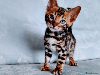 Bengal cats - Advert 20