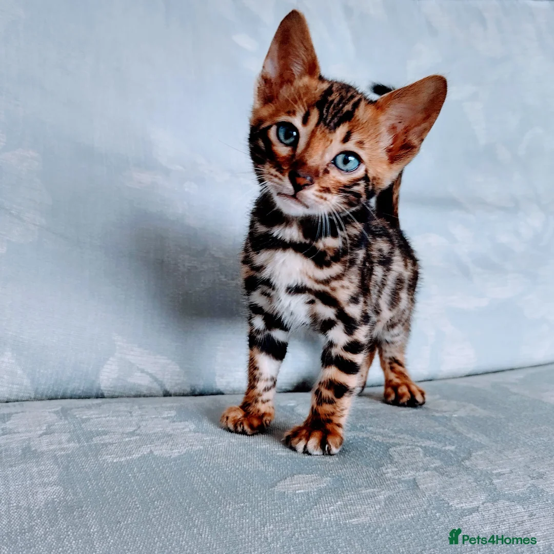 Bengal cats for sale: Kittens Bengal Pedigree tree blood line - Advert 6