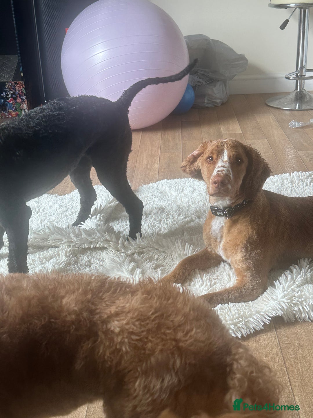 Cockapoo dogs for sale: 1 year Male cockapoo needing loving home  - Image 7