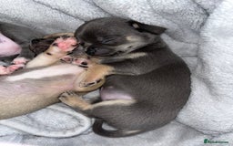 Chihuahua dogs for sale: Pure bred Chihuahua puppies - Image 23