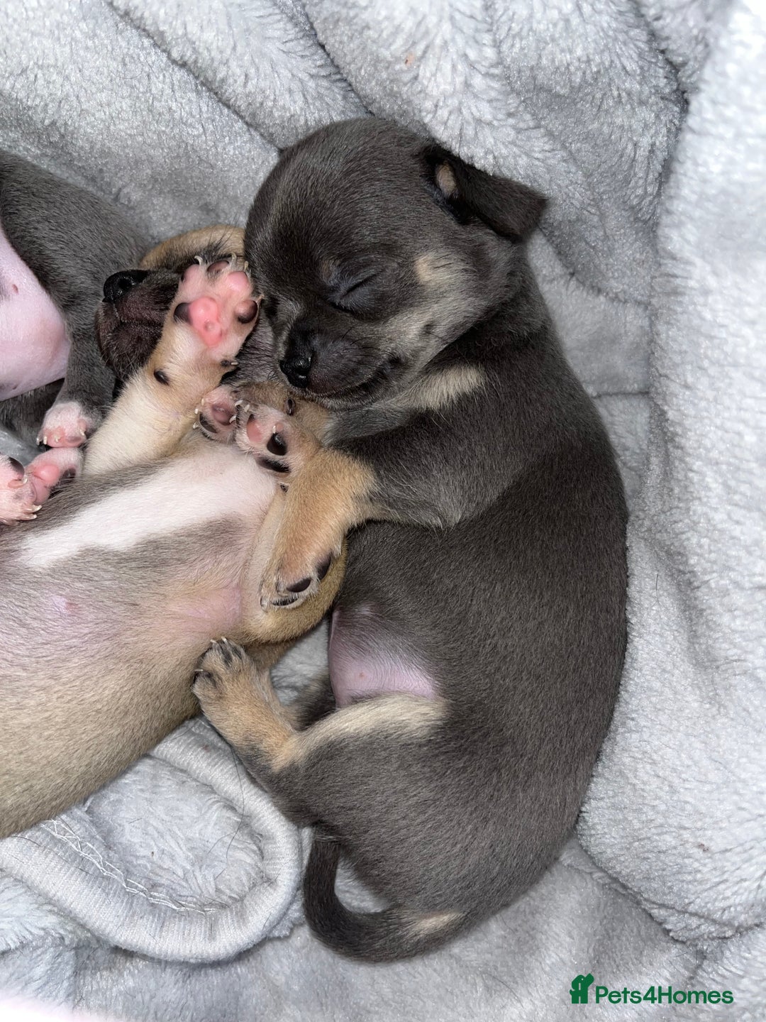 Chihuahua dogs for sale: Pure bred Chihuahua puppies - Image 23