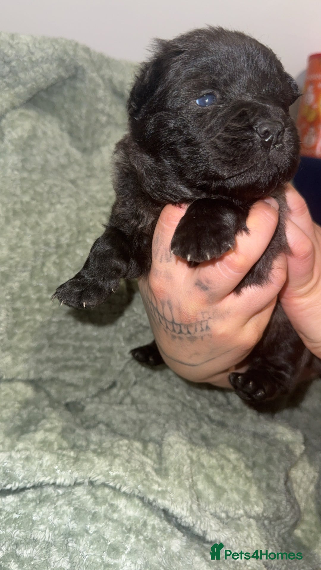 Chow Chow dogs for sale: Chow chow puppies  - Advert 21