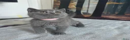 British Shorthair cats for sale: British Shorthair Kittens  - Advert 15