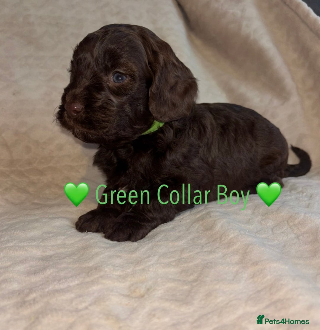 Cavapoo dogs for sale: 🐶 F1 CAVAPOO PUPPIES HEALTH TESTED PARENTS 🐶 - Advert 30