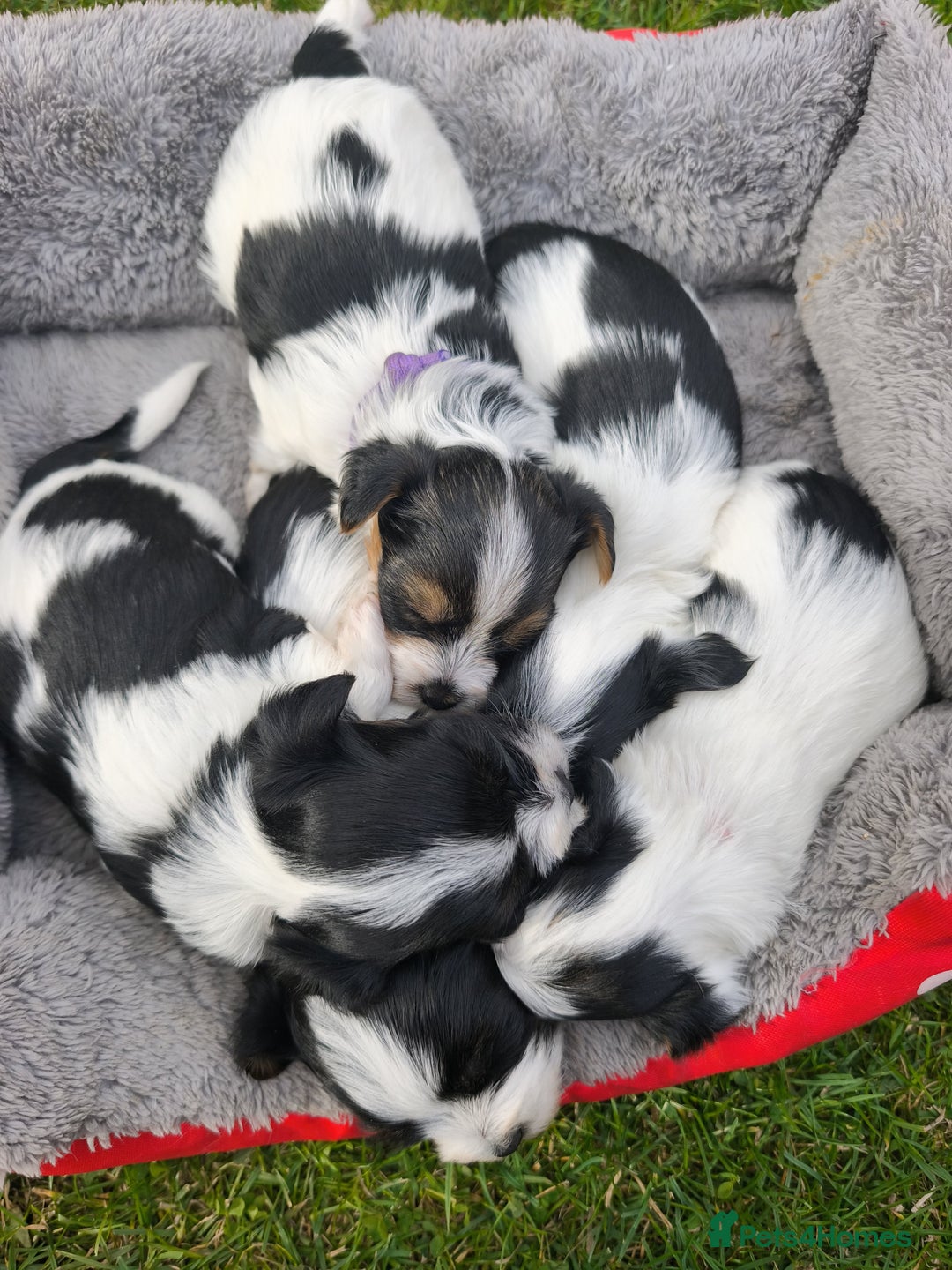 Biewer Terrier dogs for sale: Biewer Tereier - Image 2