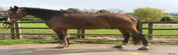 Danish Warmblood horses for sale: Mali - Summer Project Gelding  - Advert 3