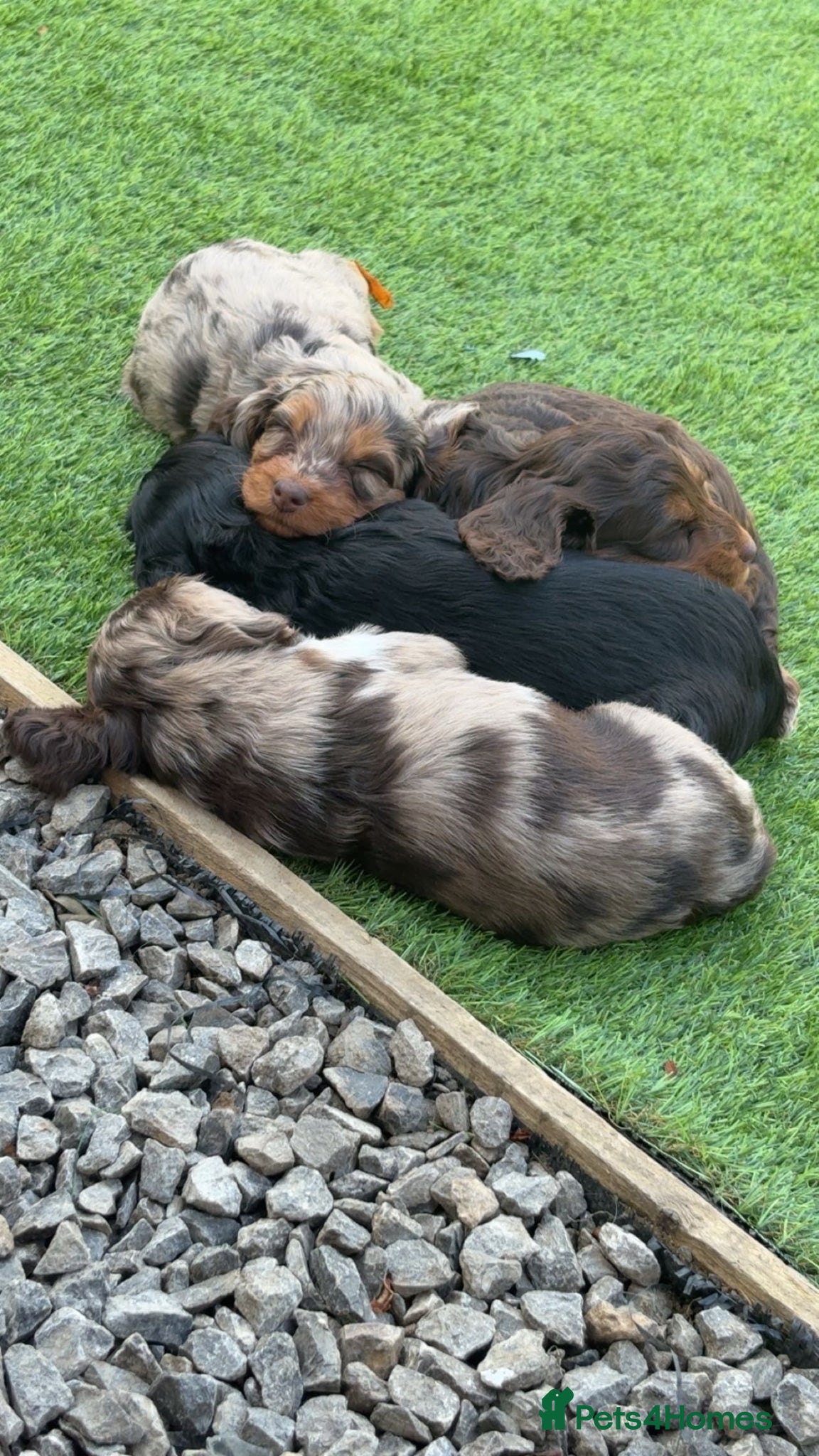 Mixed Breed dogs Merle Cocker cross jackapoo puppies - Advert 8