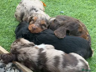 Mixed Breed dogs Merle Cocker cross jackapoo puppies - Advert 8