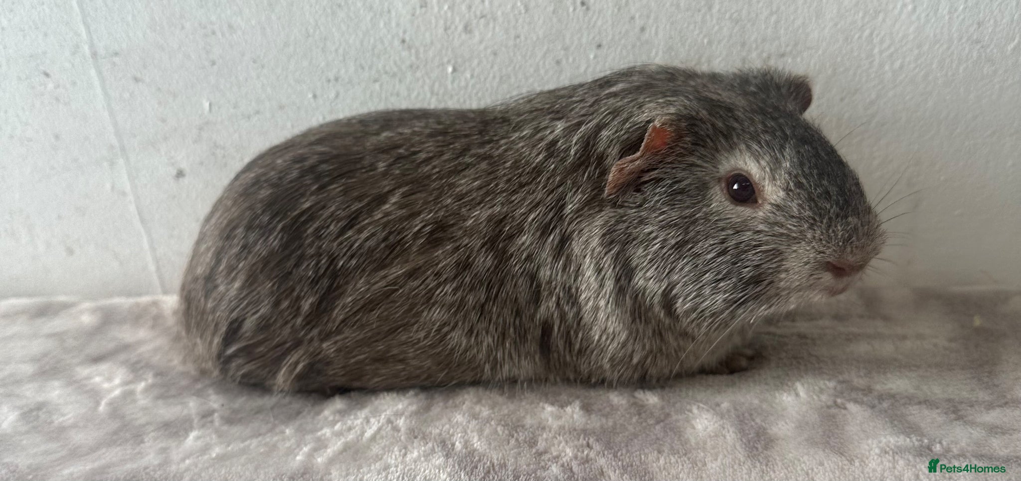 Guinea Pig rodents Female guinea pigs  - Advert 1